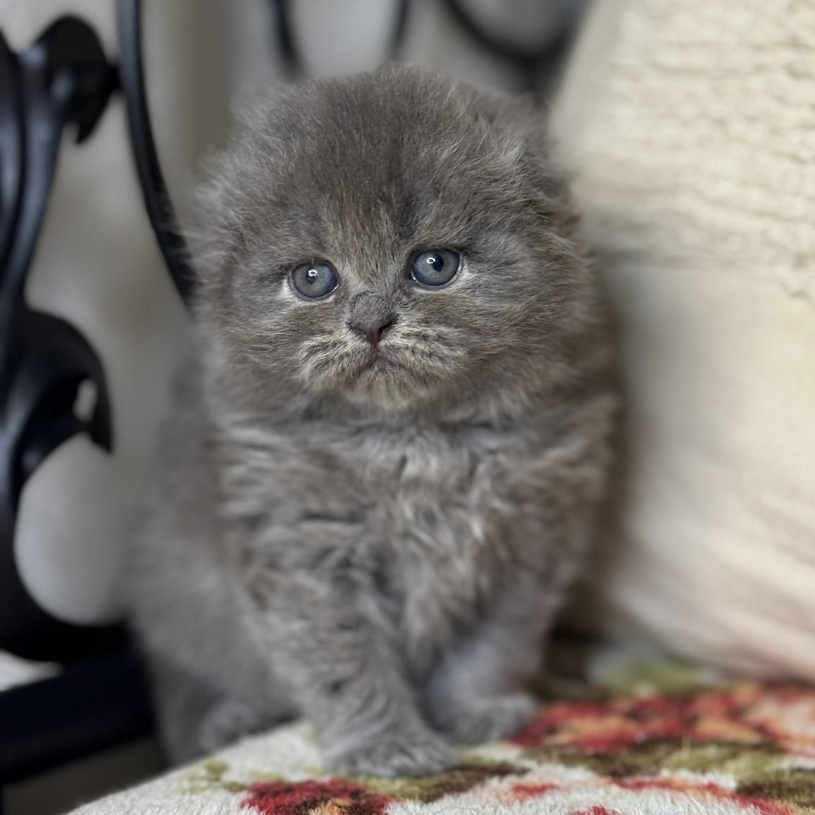 Bobby Scottish Fold male, blue