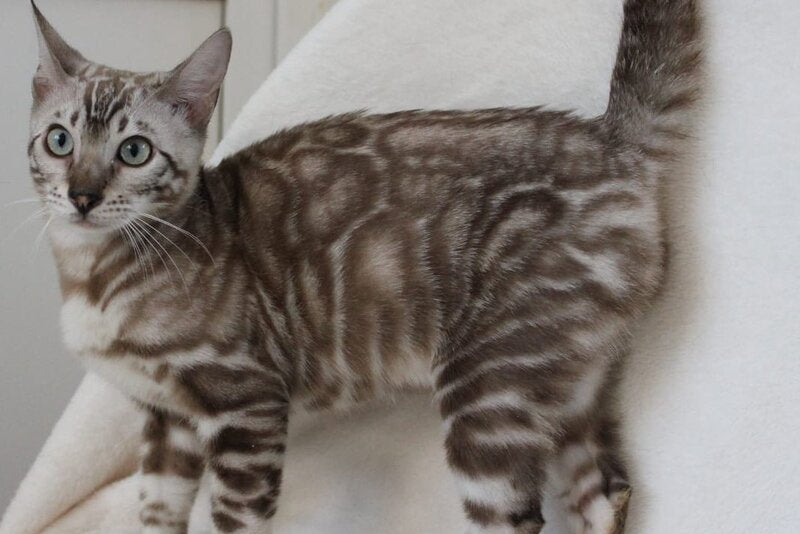 Tamila Bengal female, black spotted tabby pointed