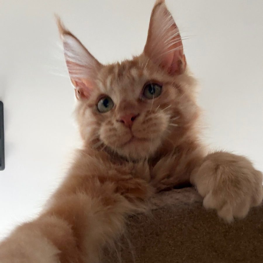 Azart Maine Coon male, red tabby