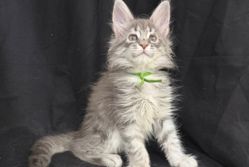 Zimba Maine Coon female, blue silver tabby