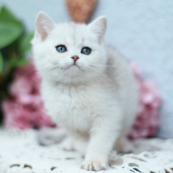 Deni British Shorthair male, black silver shaded