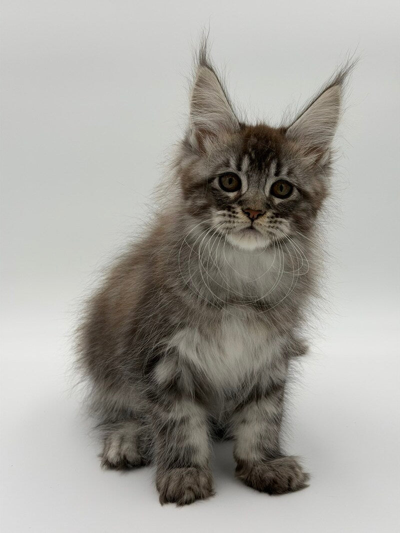 Kiss Maine Coon male black silver tabby - live animals