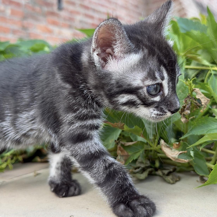 Chopard Bengal male, black silver spotted tabby
