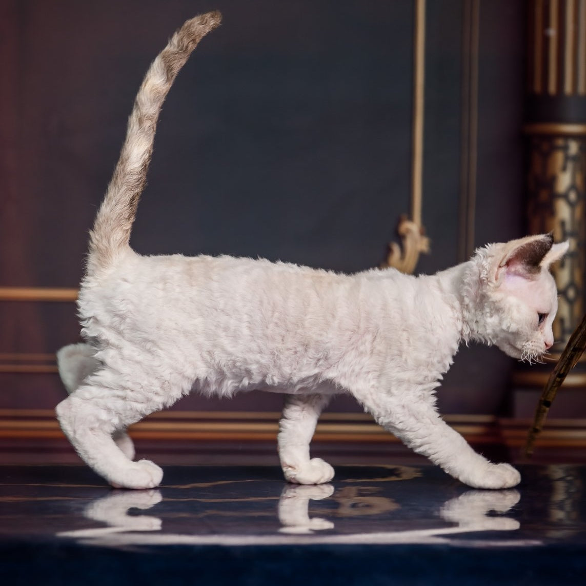 Karamel Devon Rex female, blue tortie pointed
