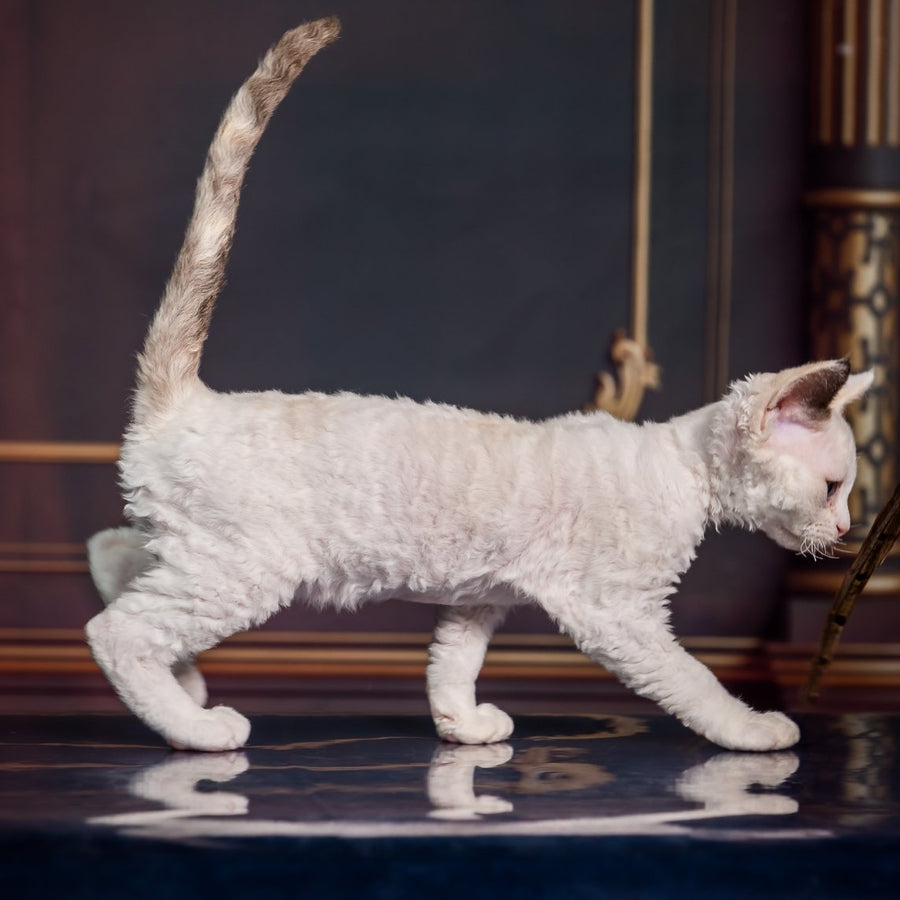 Karamel Devon Rex female, blue tortie pointed