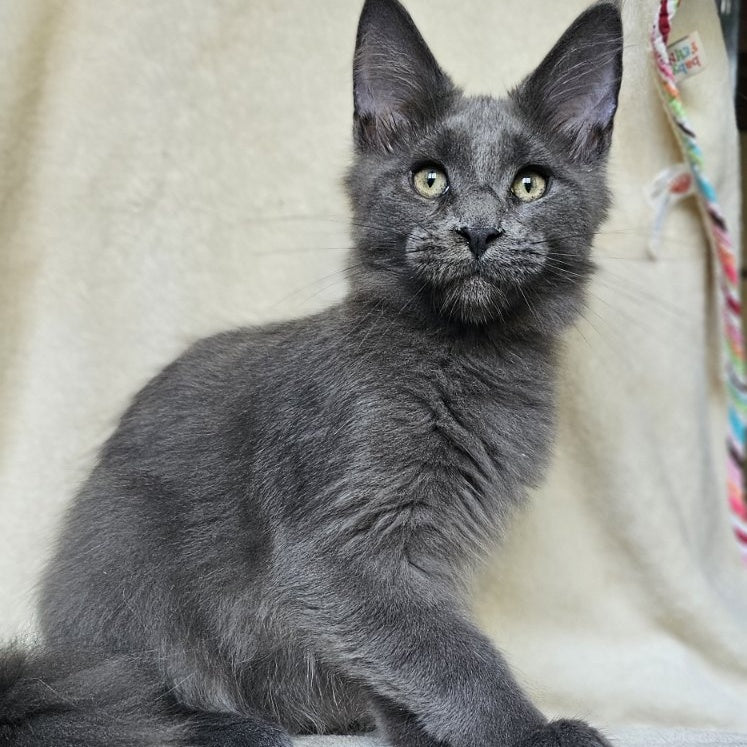 Marsel Maine Coon male, blue