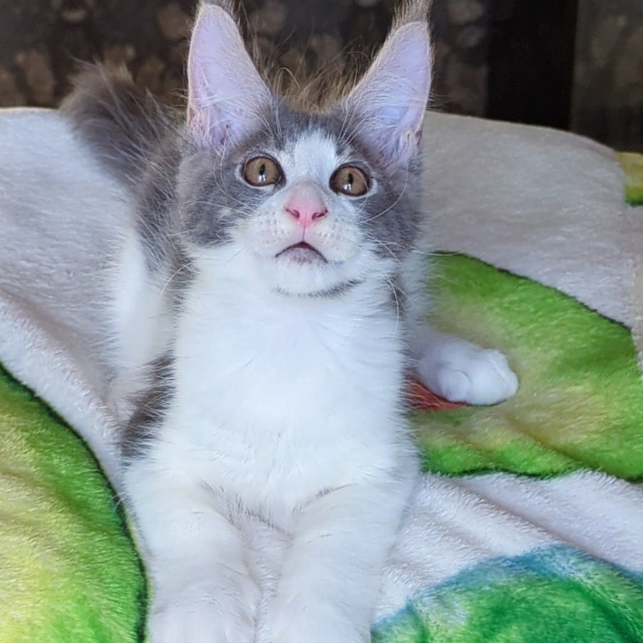 Honey Maine Coon male, blue bicolour