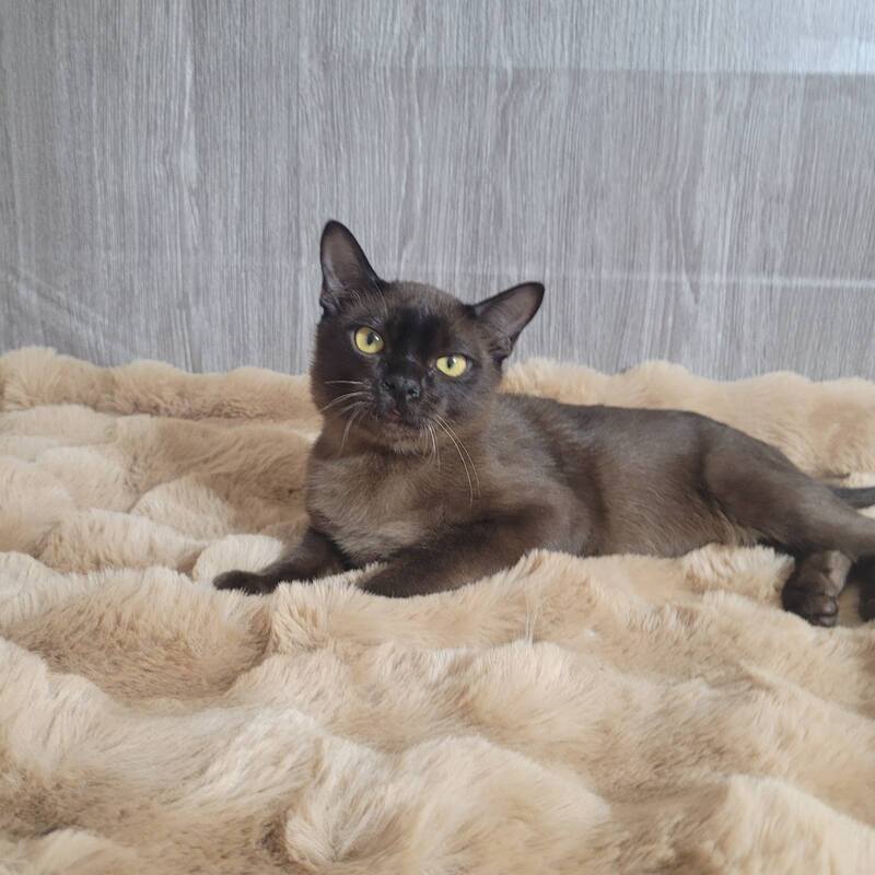 Odysseus Burmese male, black