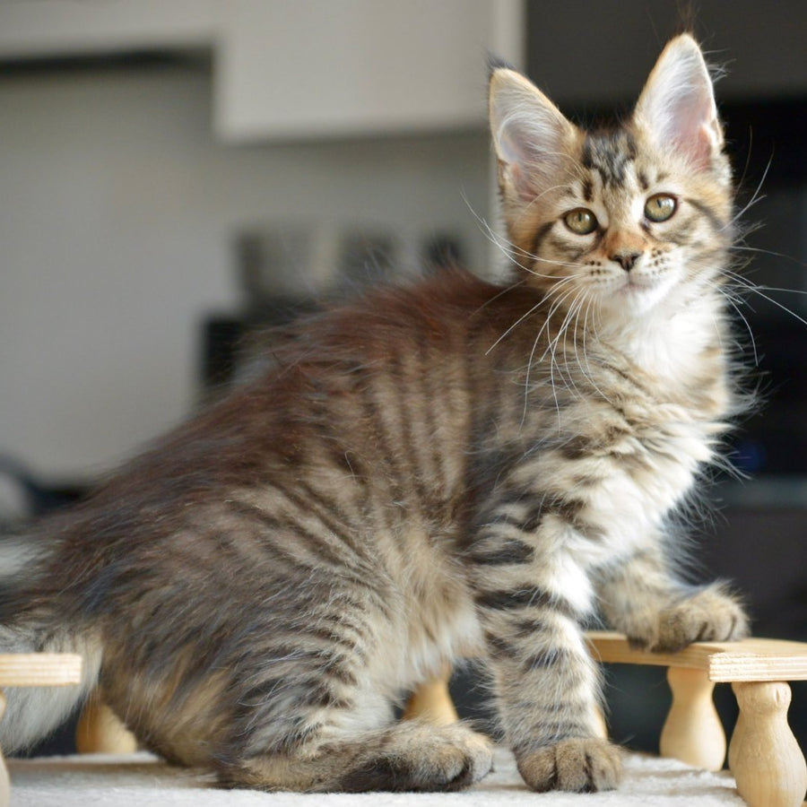 Yathana Maine Coon female, black tabby