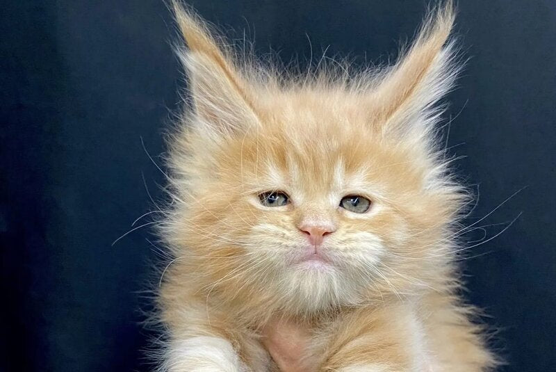 Olivia Maine Coon female, cream