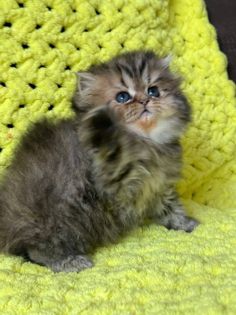Tonya Persian female black tortie silver tabby - live animals