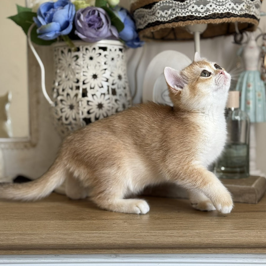 Mira British Shorthair female, black golden chinchilla