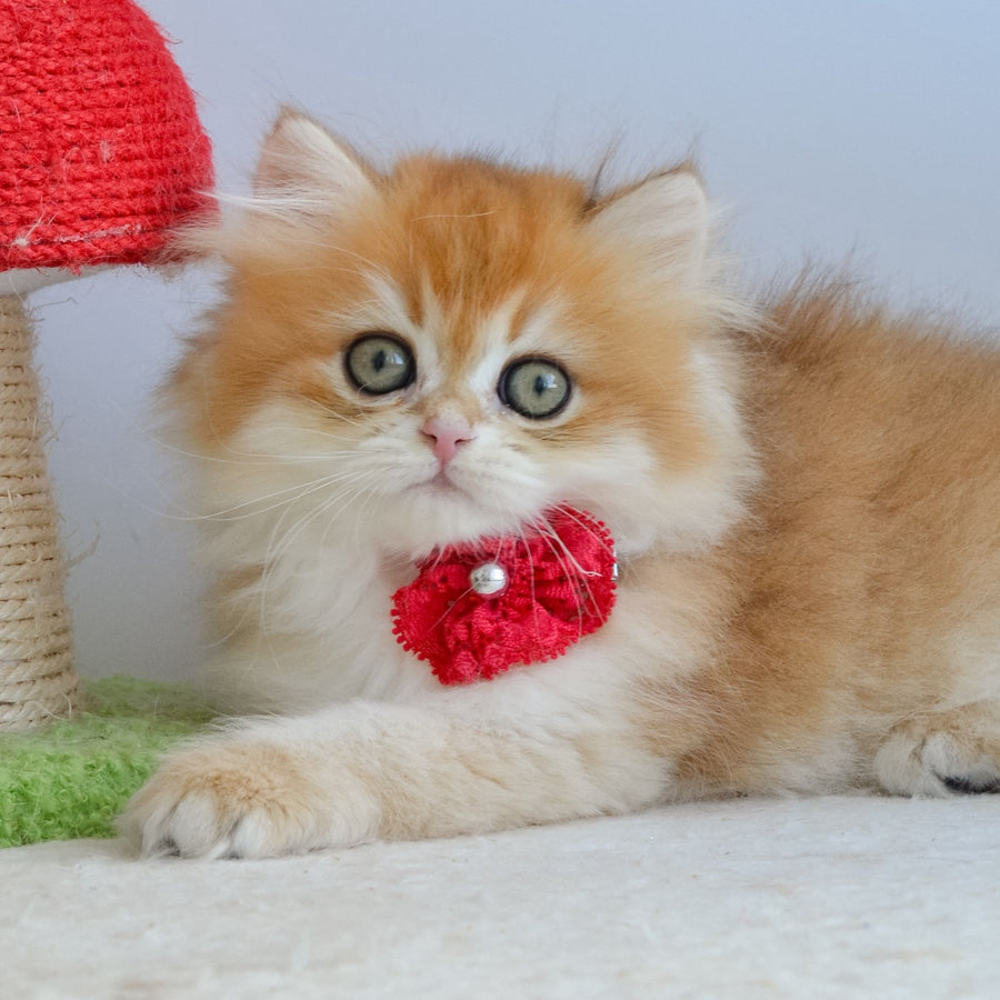 Gina British Longhair female, black golden chinchilla