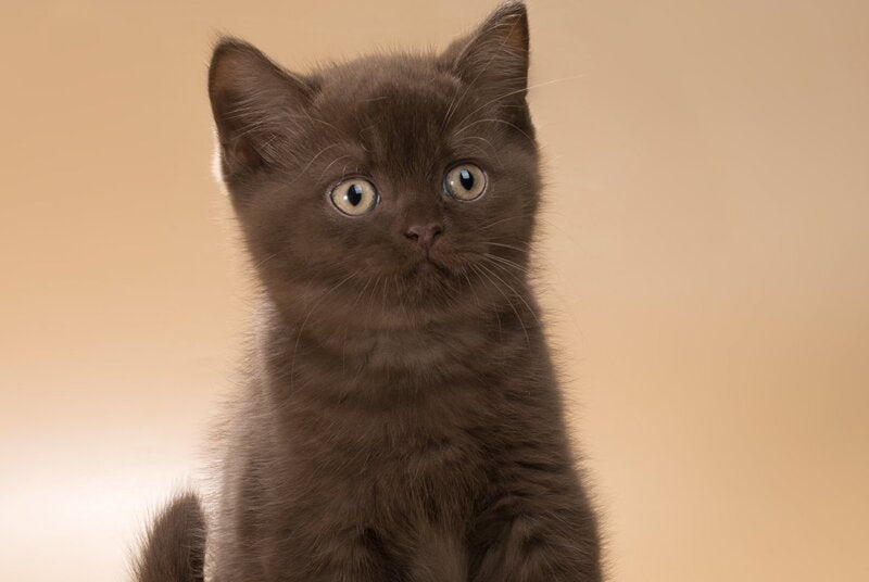 Hershey British Shorthair male, chocolate
