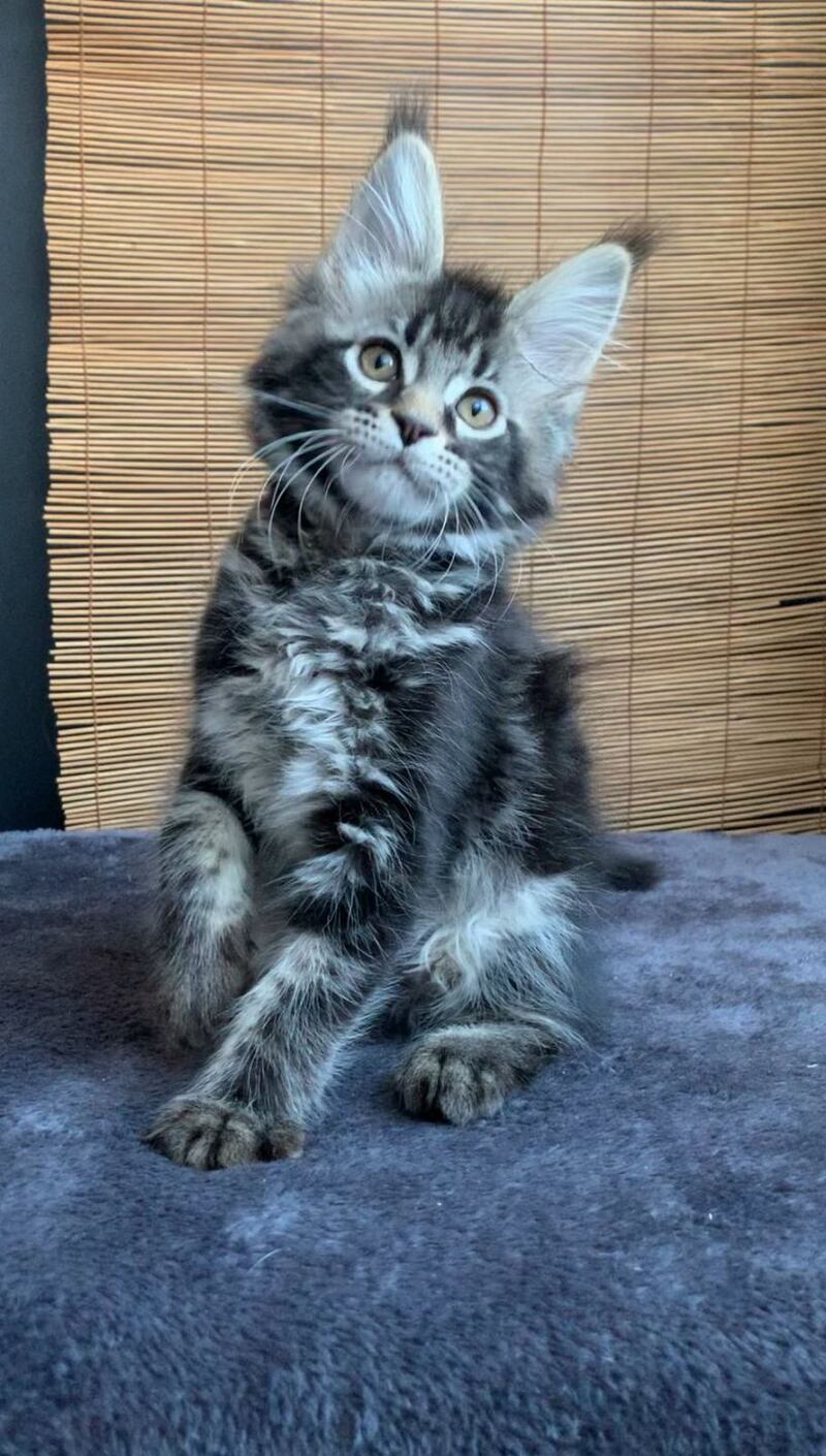 Iliya Maine Coon male black tabby live animals