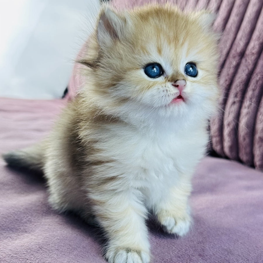 Jasmine British Longhair female, black golden spotted tabby