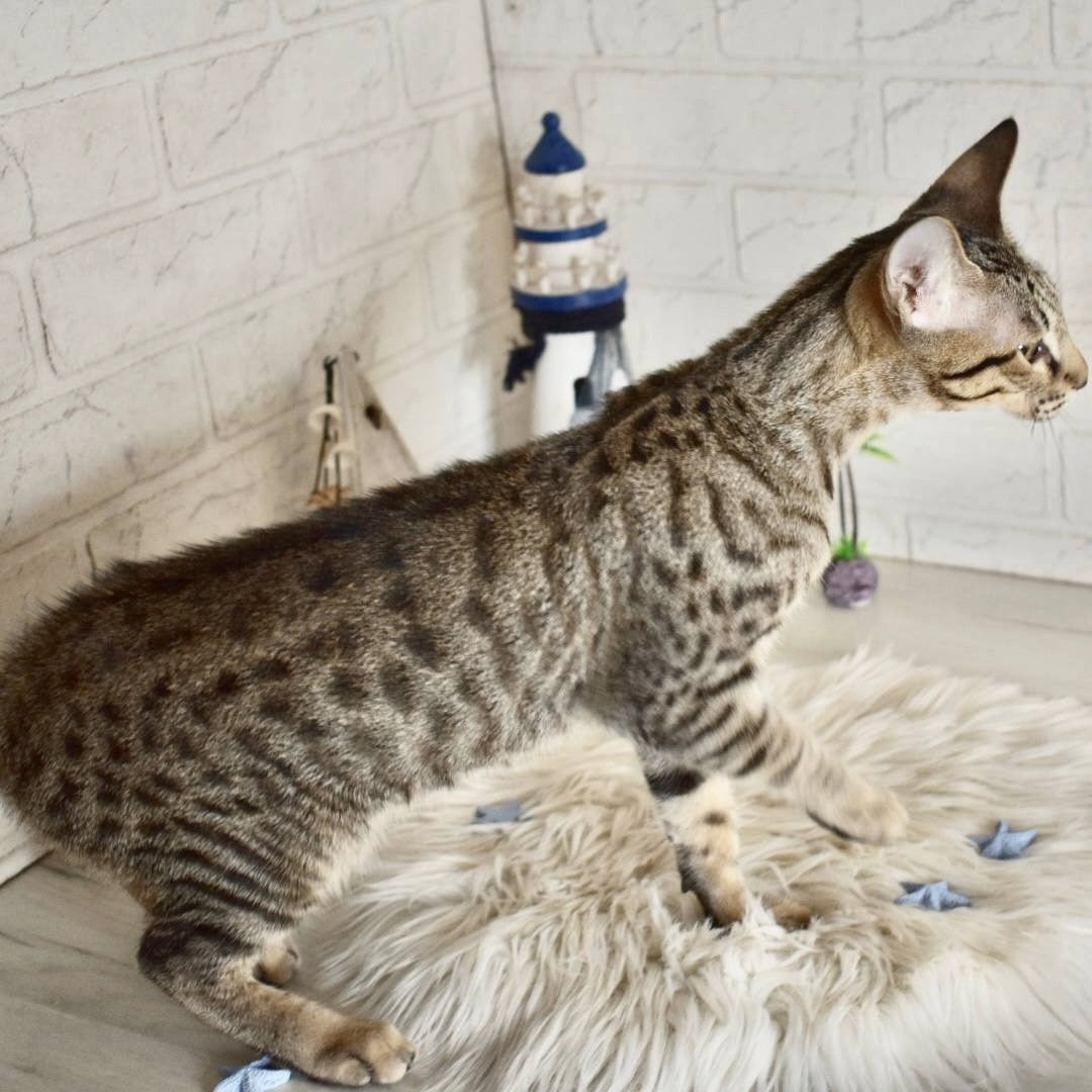 Loki Savannah male, brown spotted tabby