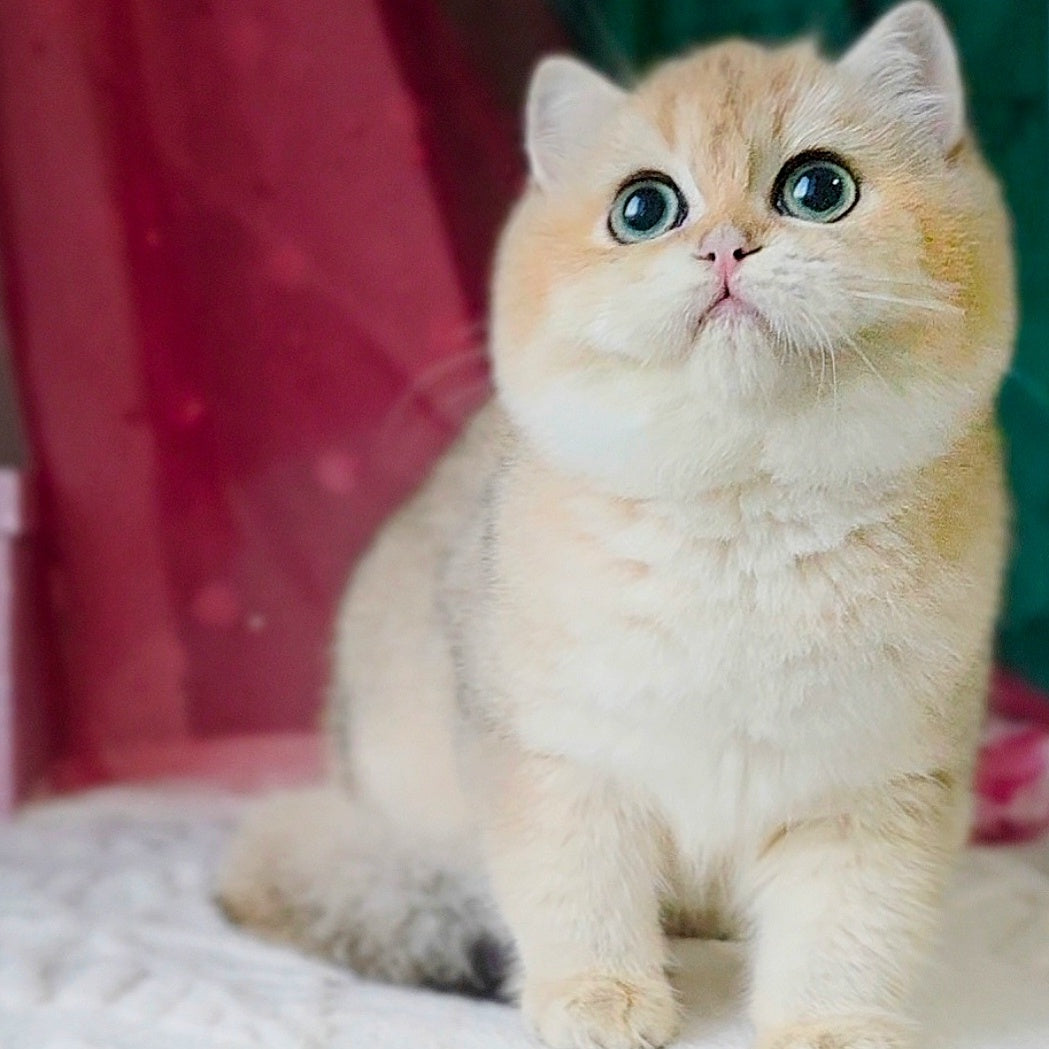 Richard British Shorthair male, black golden shaded