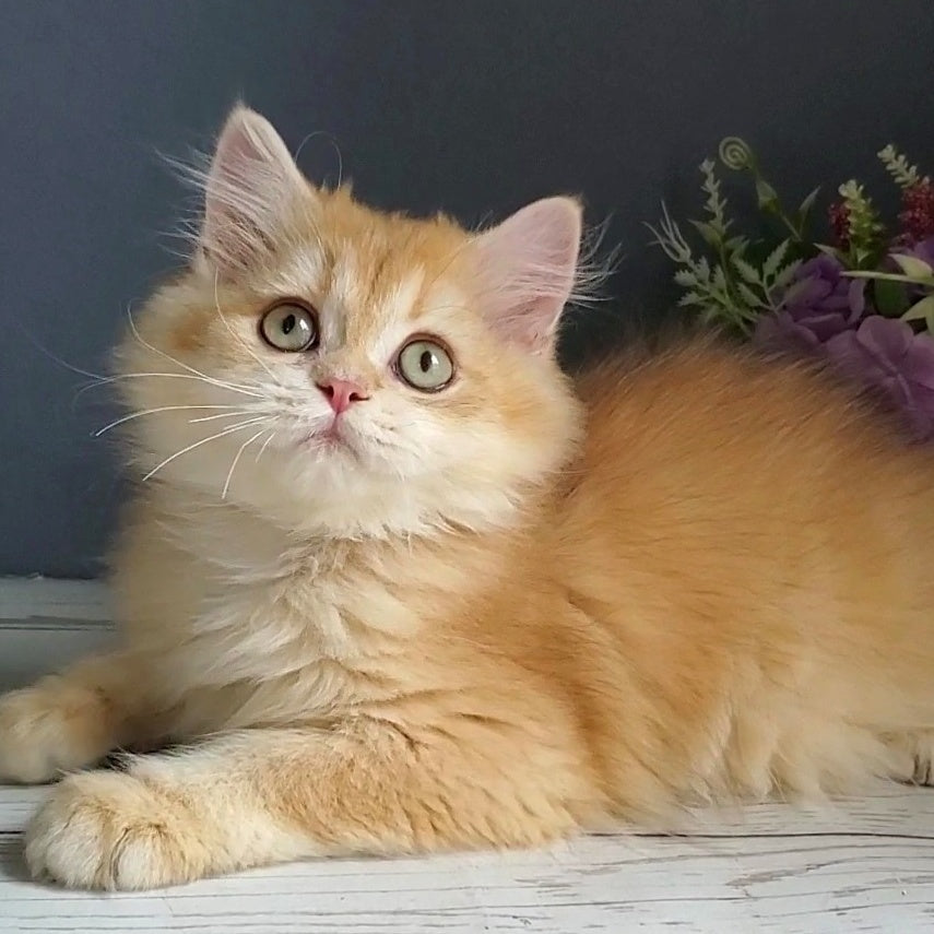 Biskvit British Longhair male, chocolate golden chinchilla