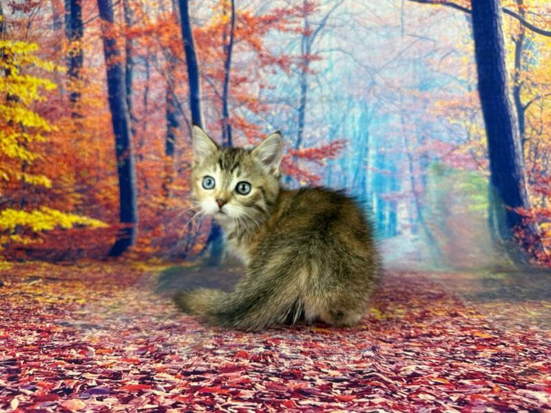 Zlata Munchkin female, black tortie spotted tabby with white