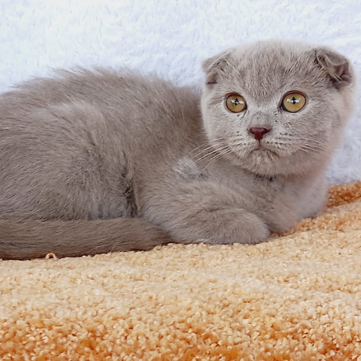 Eva Scottish Fold female, blue