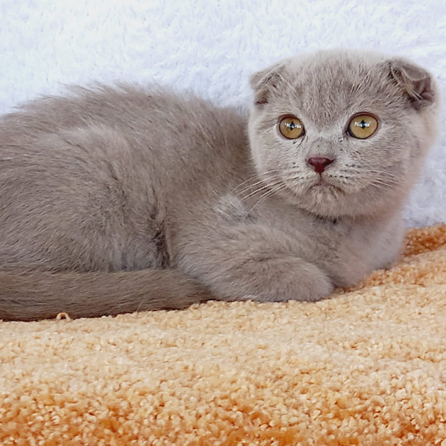 Eva Scottish Fold female, blue