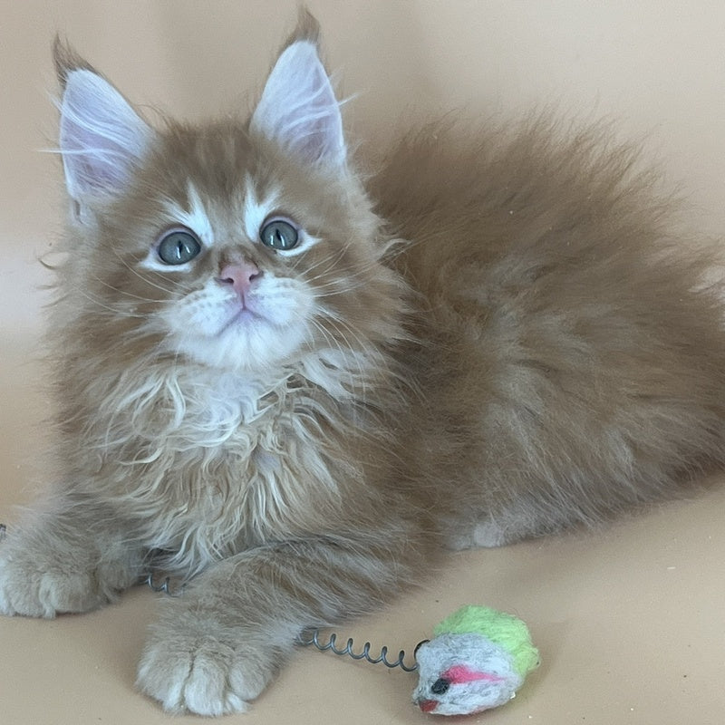 Brian Maine Coon male, red tabby