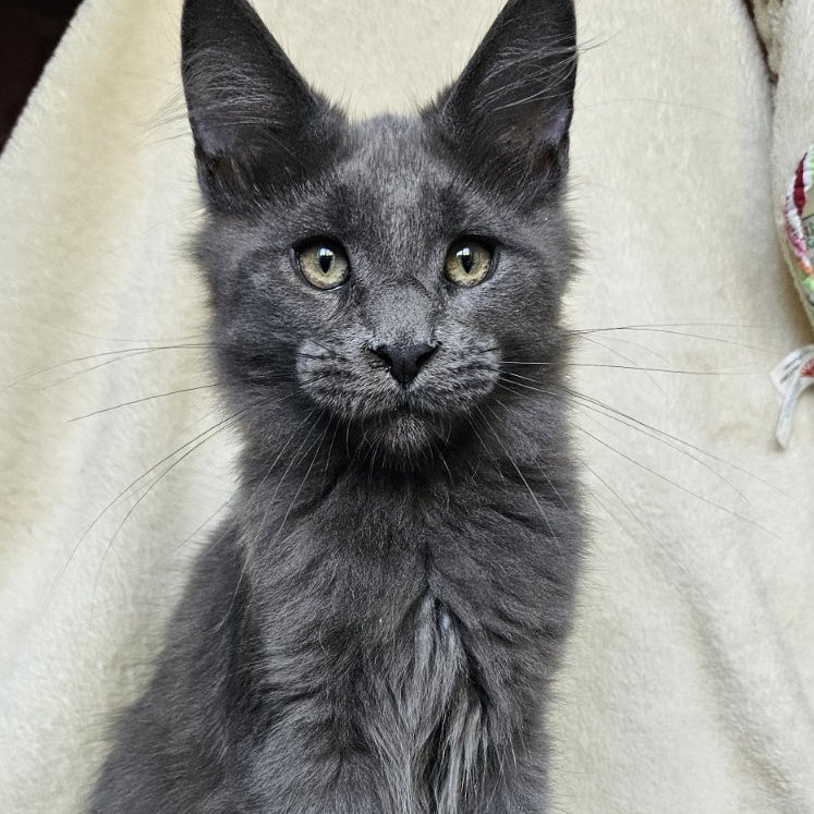 Marsel Maine Coon male, blue