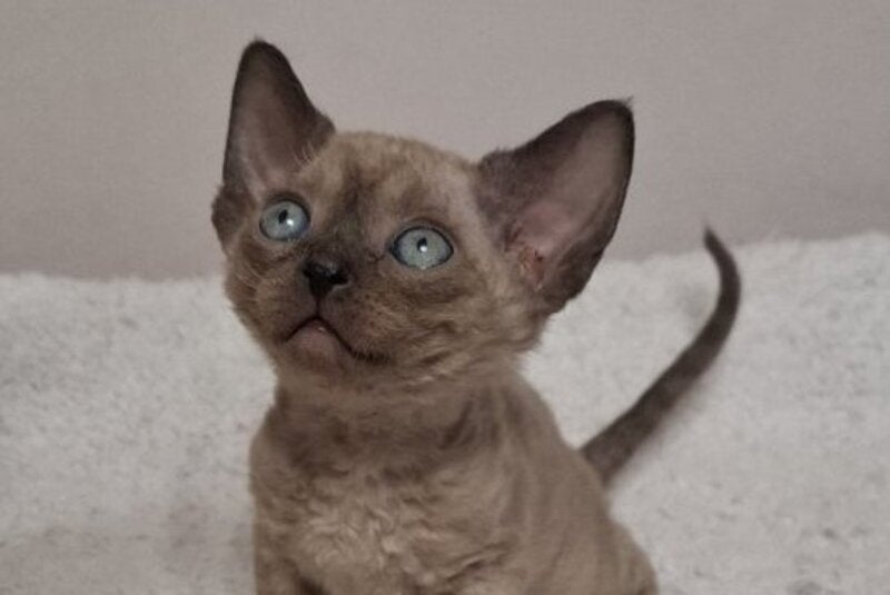 Iriska Devon Rex female chocolate live animals