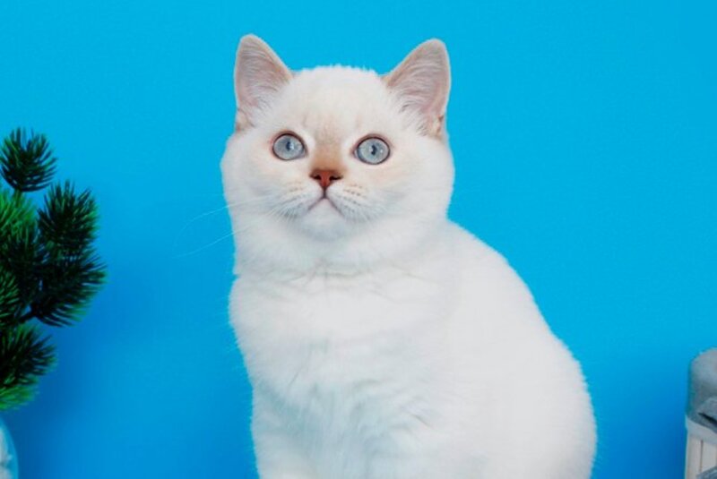 Reya British Shorthair female, lilac silver tabby pointed