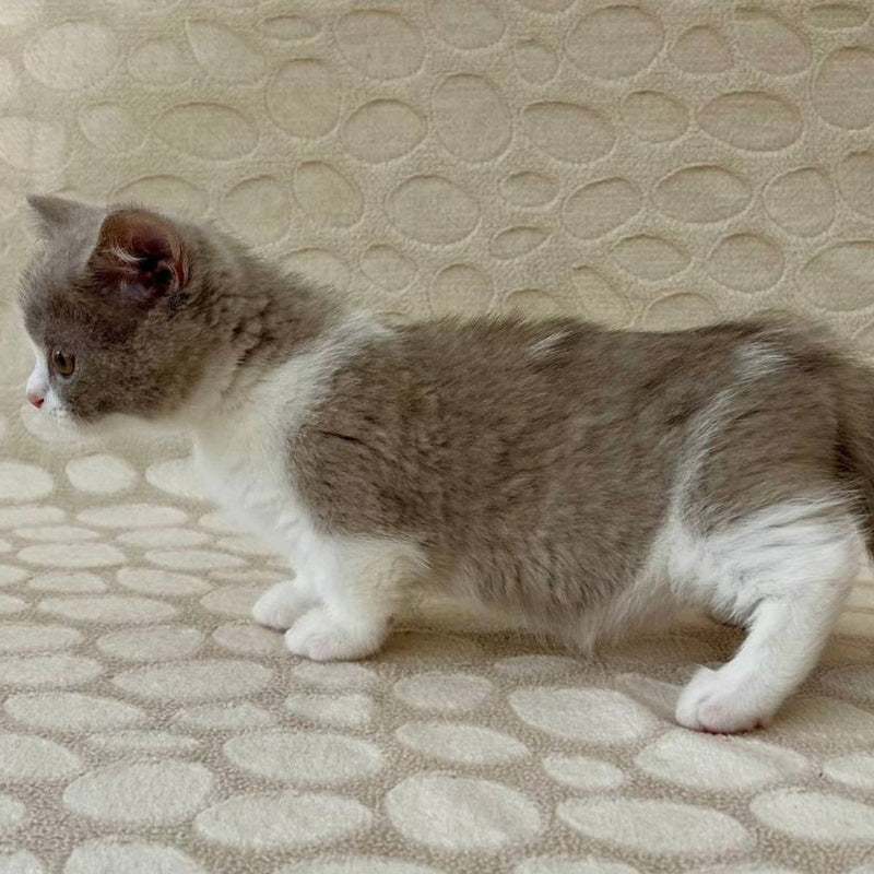 Benny Munchkin male, blue bicolour