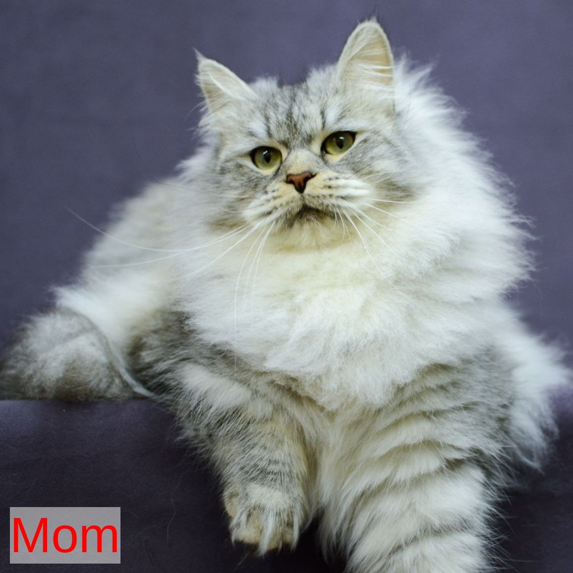 Magnat Siberian male, black tabby pointed with white