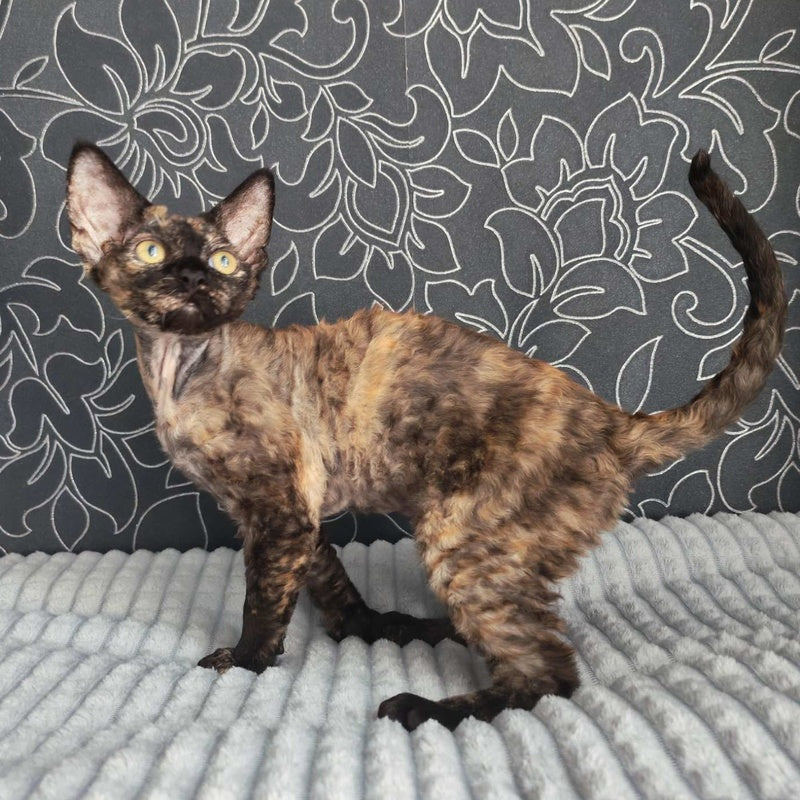Chelsea Devon Rex female, black tortie