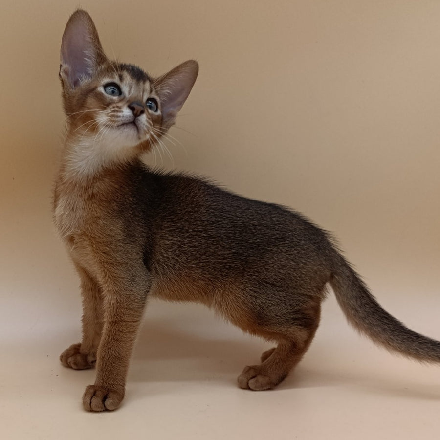 Morgan Abyssinian male, black