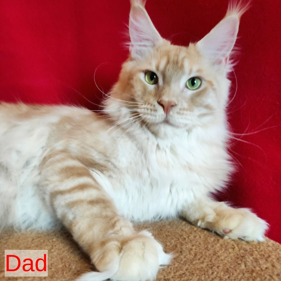 Willy Maine Coon male, red