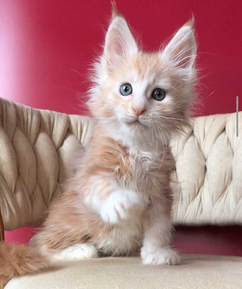 Yarik Maine Coon male, red silver tabby bicolour