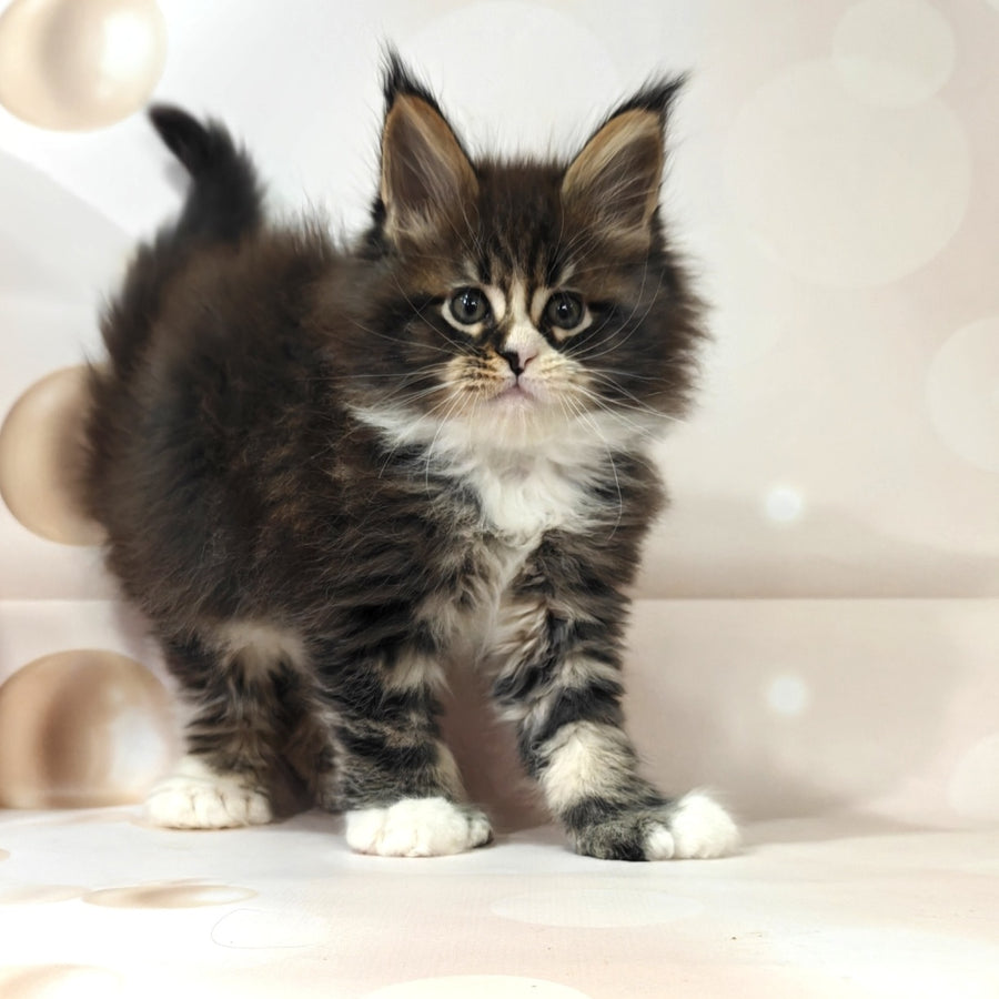 Cosmos Maine Coon polydactyl 6x6x6x6 male, black tabby with white