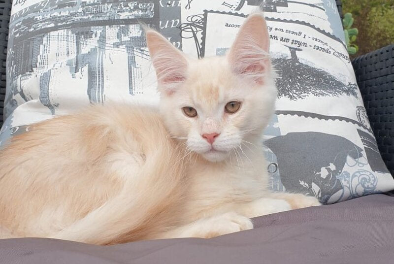 Fender Maine Coon male cream silver ticked tabby - live animals