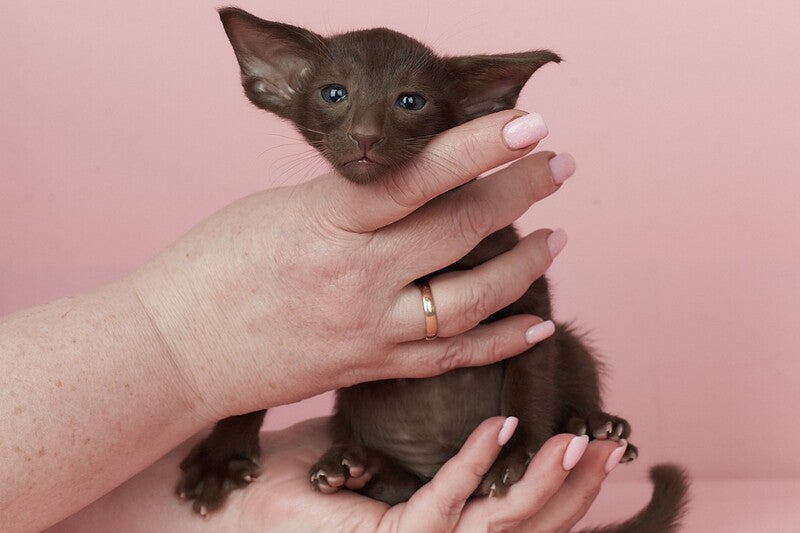 Quentin Oriental Shorthair male chocolate - live animals