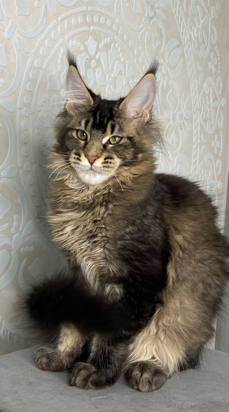 Eric Maine Coon male black ticked tabby live animals