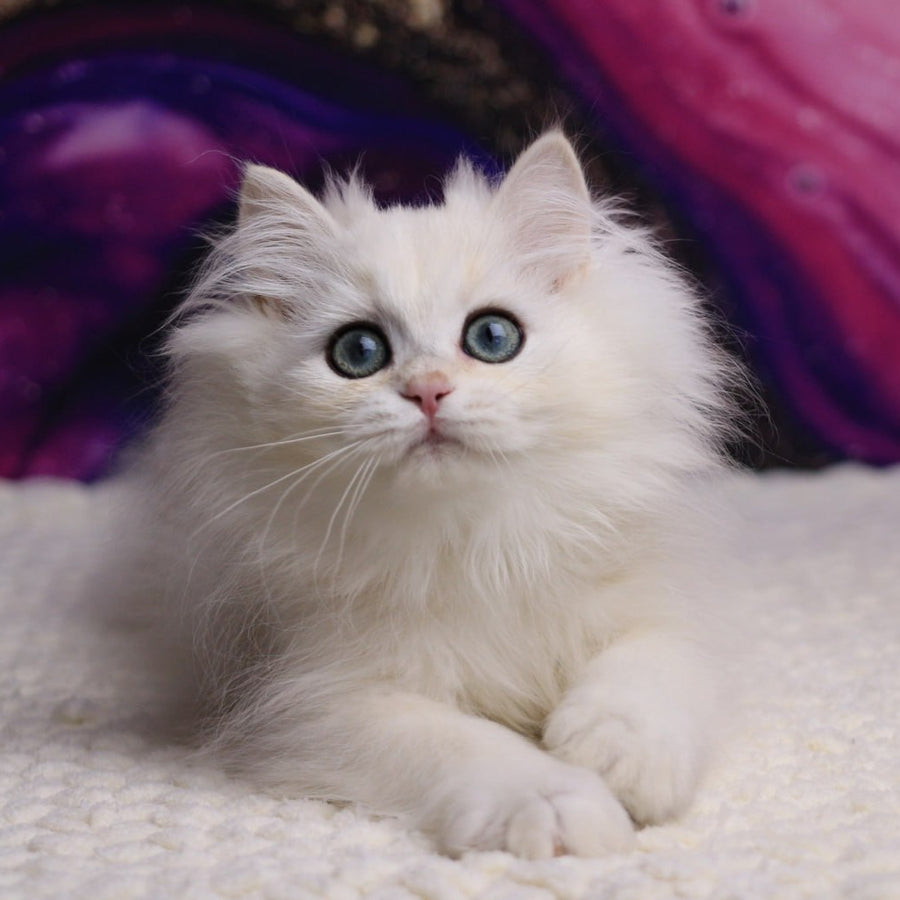York British Longhair male, black silver chinchilla