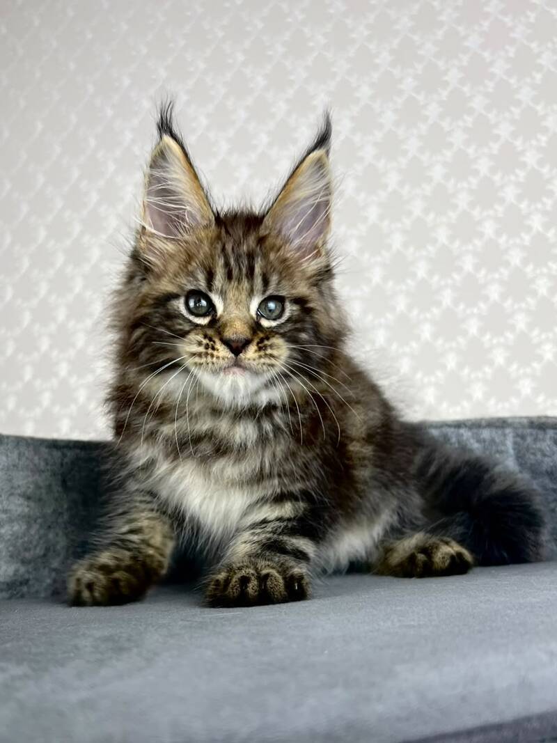 Pathos Maine Coon male, black tabby