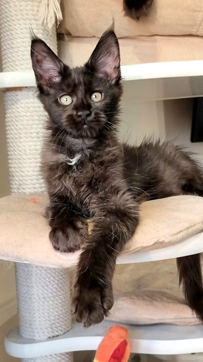 Debora Maine Coon female black with white - live animals