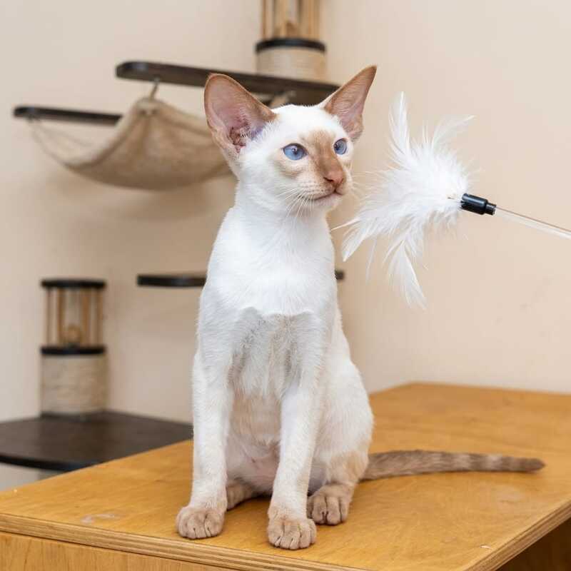Yuvelir Siamese male, cinnamon
