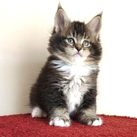 Hammer Maine Coon male, black ticked tabby with white