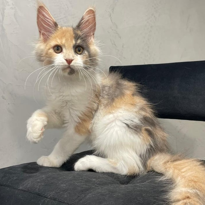 Nelly Maine Coon female, blue tortie bicolour