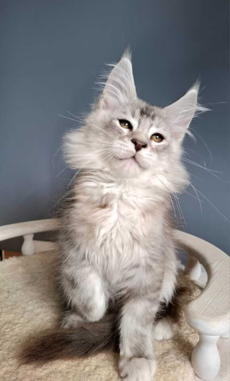 Everton Maine Coon male black silver ticked tabby - live animals