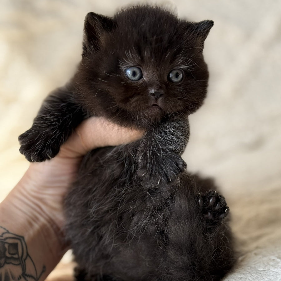 Michael Munchkin male, black