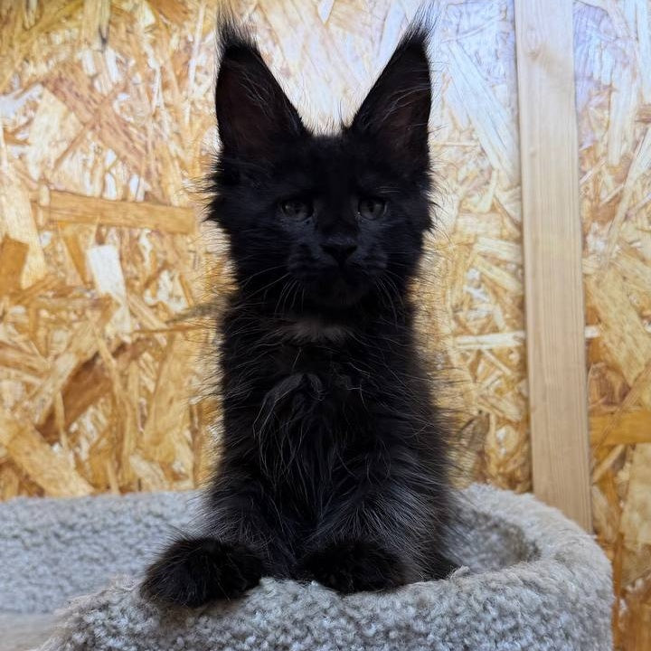 Kaida Maine Coon male, black with white