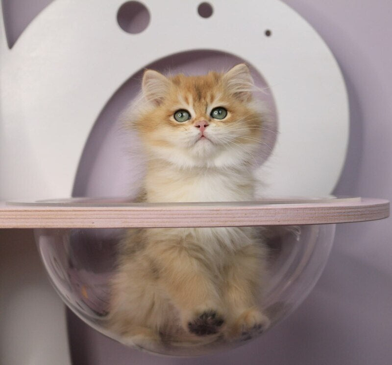Rolex British Longhair male, black golden chinchilla
